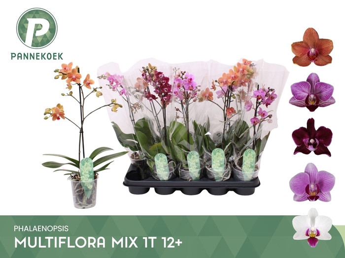 <h4>PHAL MF GEM 5 KL</h4>