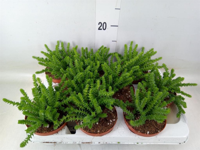 <h4>Crassula   ...</h4>
