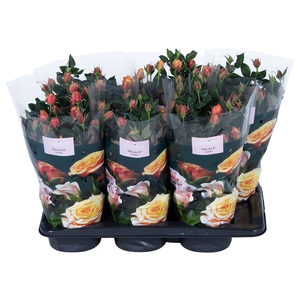 Nolina Roses Ø 17 cm Orange st. 01