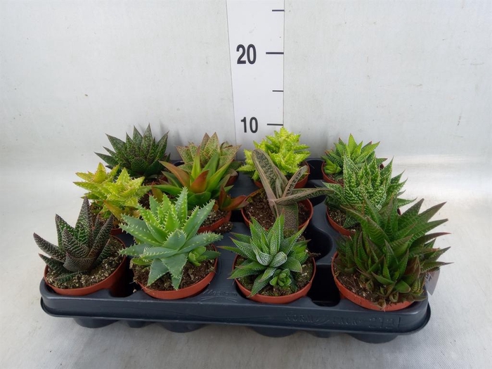 <h4>Aloe   ...mix</h4>