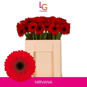 GE MI NIRVANA
