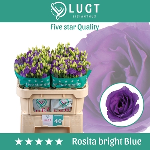 Lisianthus Rosita Bright Blue