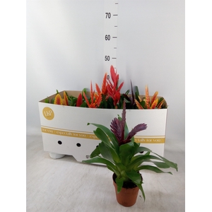 Vriesea   ...mix