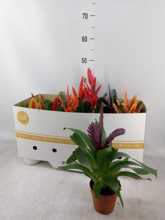 <h4>Vriesea   ...mix</h4>