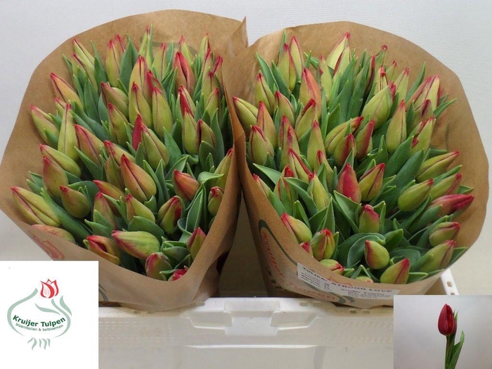 <h4>TU EN STRONG LOVE</h4>