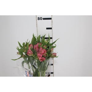 ALSTROEMERIA TOURMALINE 060 CM ROSA