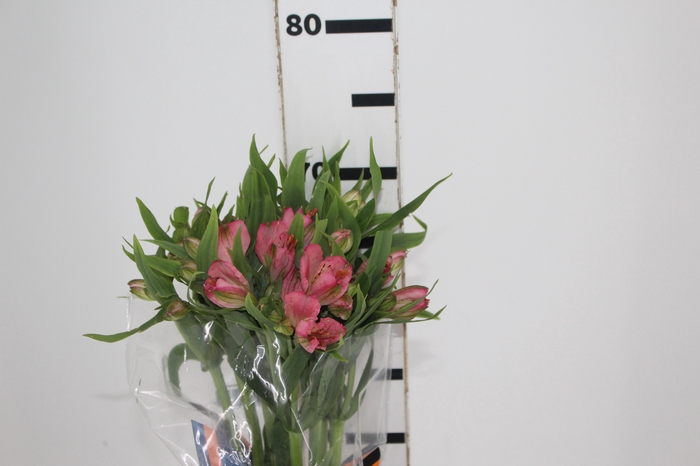 <h4>ALSTROEMERIA TOURMALINE 060 CM ROSA</h4>