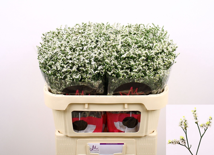 <h4>LIM SIN CHINA WHITE</h4>