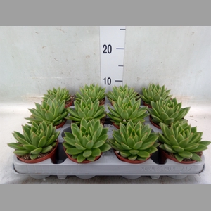 Echeveria agavoides