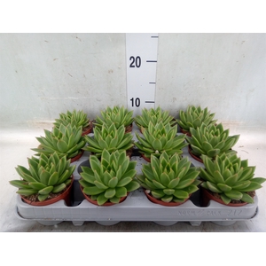 Echeveria agavoides