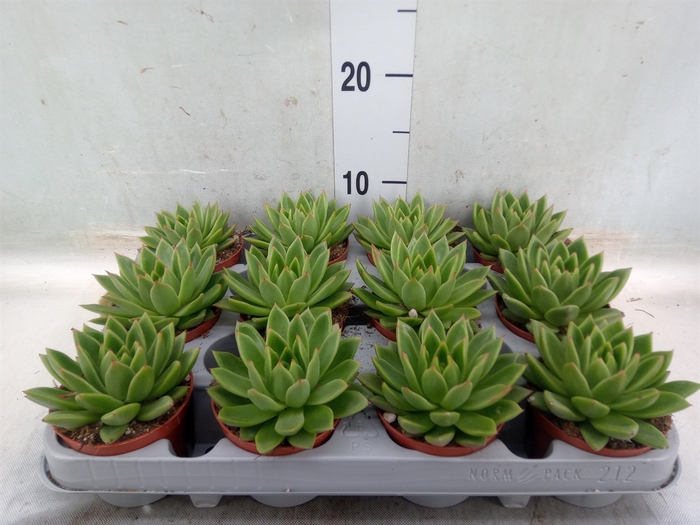 <h4>Echeveria agavoides</h4>