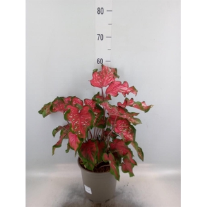 Caladium   ...