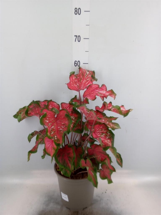 <h4>Caladium   ...</h4>
