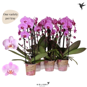 Kolibri Orchids Phalaenopsis Cascade Niagara Fall pink 2 spike