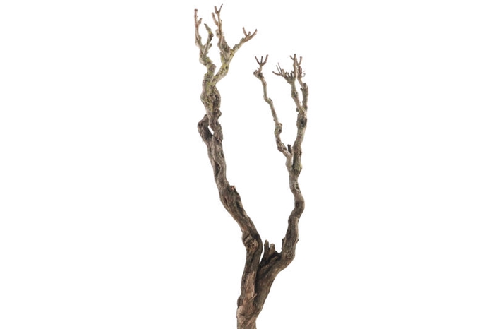 Syringa Branch Super Pirenne