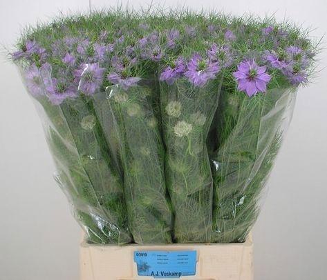 <h4>NIGE D BUBBLE GUM</h4>