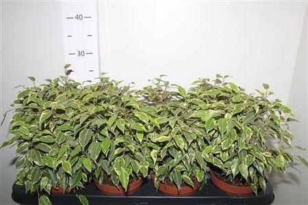 <h4>Fic Be Kinky</h4>