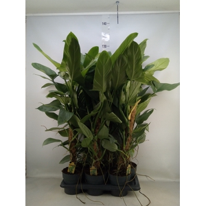Philodendron  'Silver Queen'