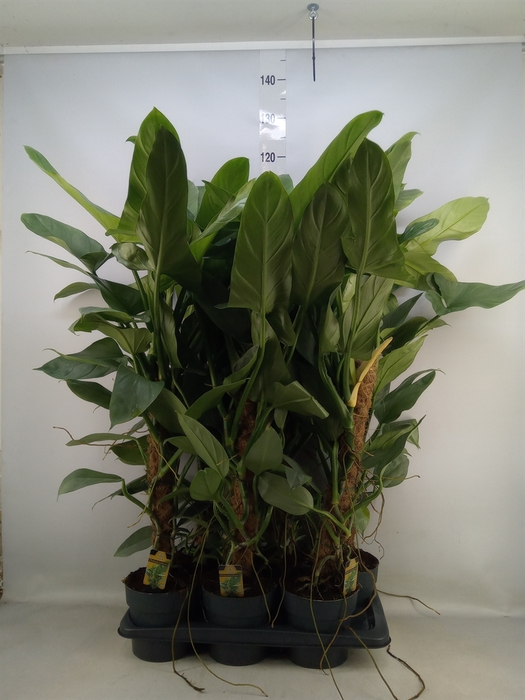 <h4>Philodendron  'Silver Queen'</h4>