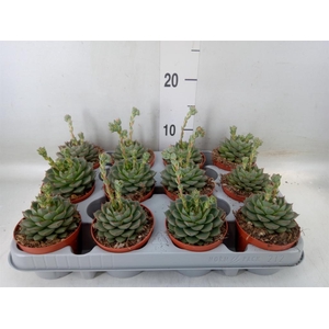 Echeveria   ...
