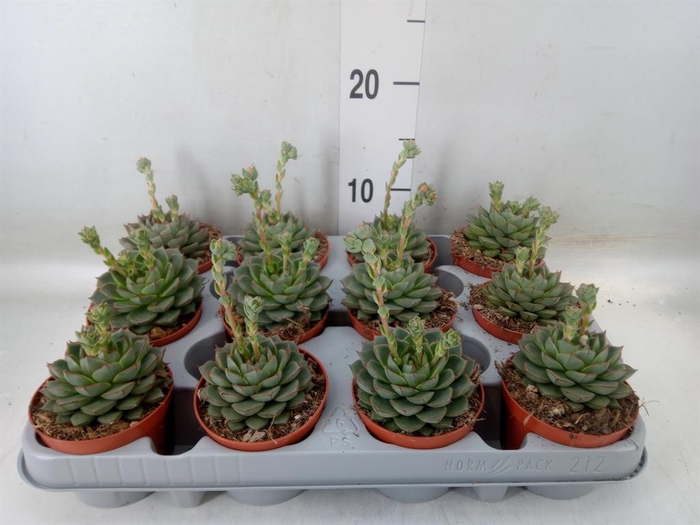 <h4>Echeveria   ...</h4>