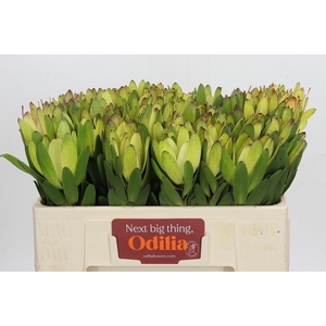 LEUCAD SAF GOLDSTRIK