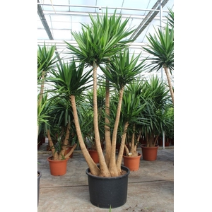 Yucca elephantipes over