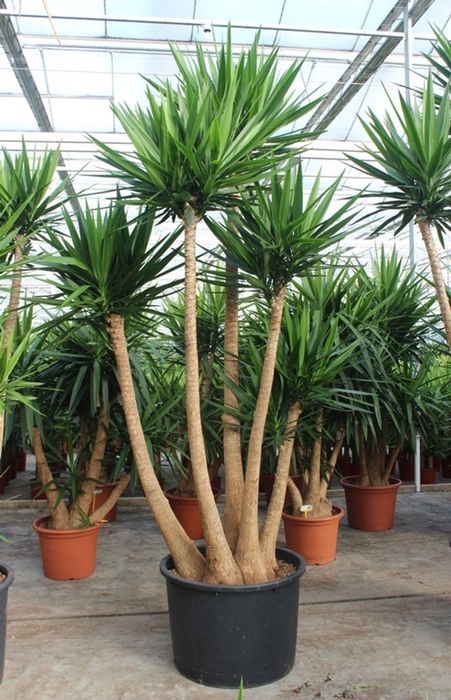 <h4>Yucca elephantipes over</h4>