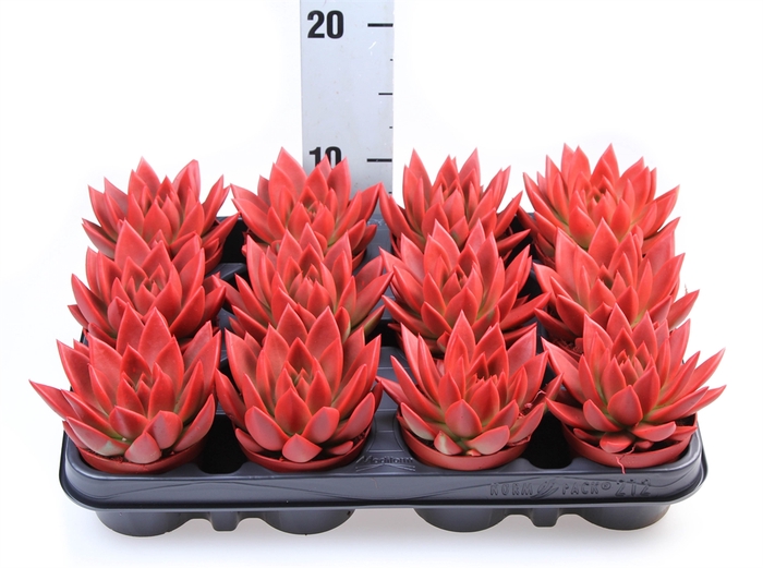 <h4>Echeveria  'Miranda'</h4>