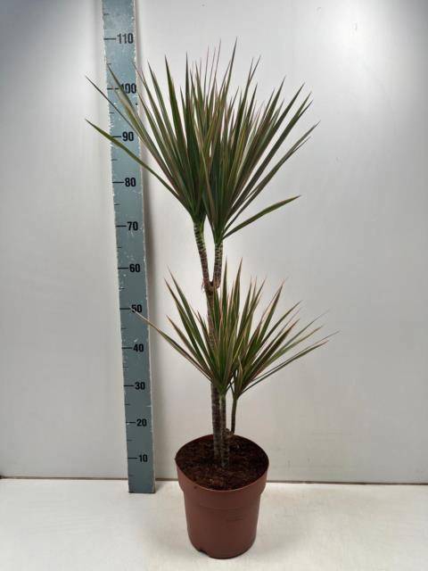 <h4>DRA MARG BICOLOR</h4>