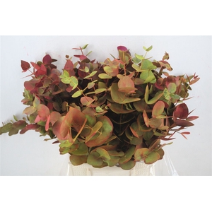Euca Cinerea De Luxe Short 150gr P Bunch