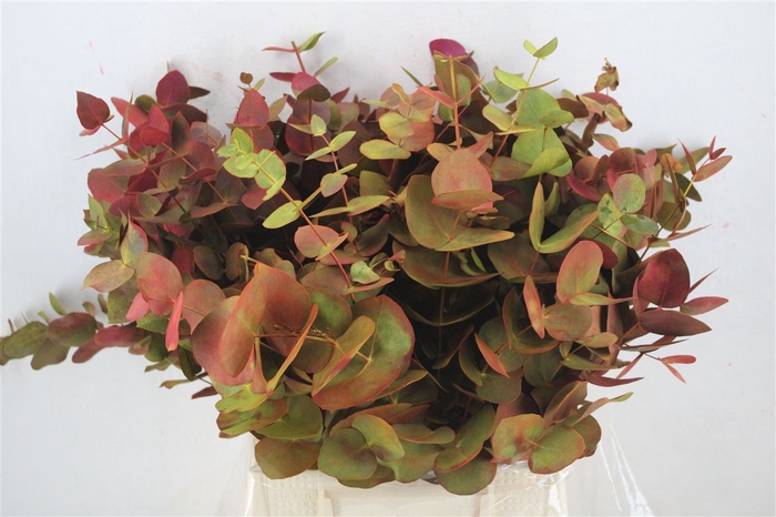 <h4>Euca Cinerea De Luxe Short 150gr P Bunch</h4>