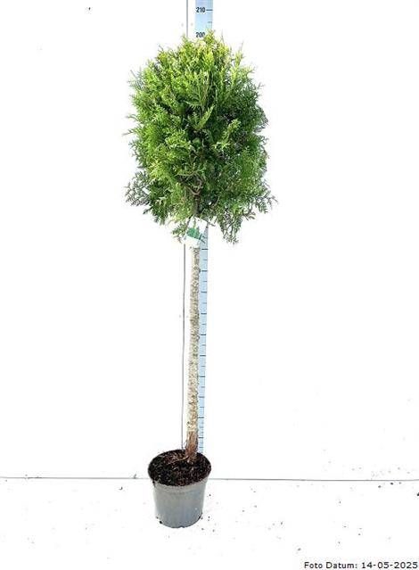 <h4>THUJA O BRABANT</h4>