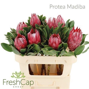 Protea Madiba