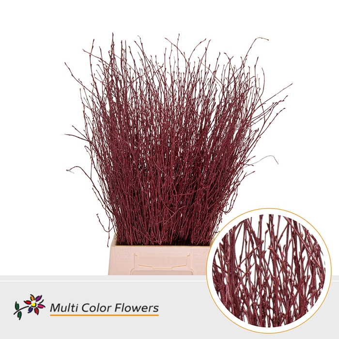 <h4>BETULA BORDO</h4>