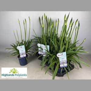 AGAPA AMOURETTE SUPE