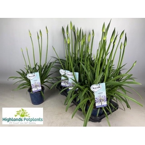 AGAPA AMOURETTE SUPE