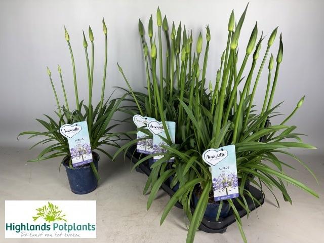 <h4>AGAPA AMOURETTE SUPE</h4>