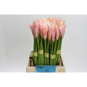 Zantedeschia Eydolls Salmon