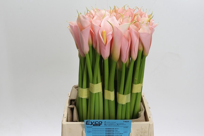 <h4>Zantedeschia Eydolls Salmon</h4>