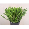 MYRTUS TARANTINO
