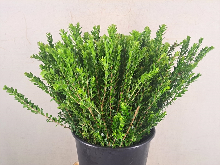 MYRTUS TARANTINO