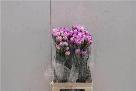 <h4>Di St Eminence</h4>