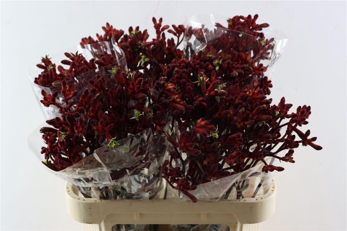 <h4>Anigoz Early Spring</h4>