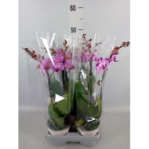 Phalaenopsis   ...rose