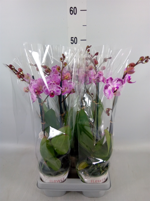<h4>Phalaenopsis   ...rose</h4>
