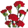 CRAVO SPRAY 070 CM VERMELHO