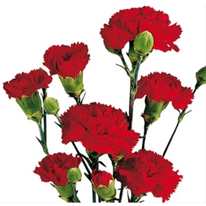 CRAVO SPRAY 060 CM VERMELHO