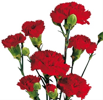 CRAVO SPRAY 070 CM VERMELHO