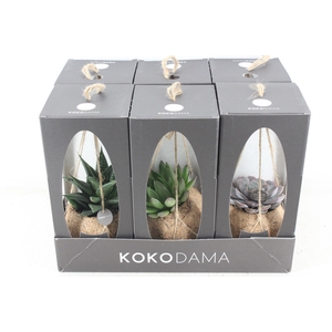 arr3 Kokoplant - Gift package succu. x6